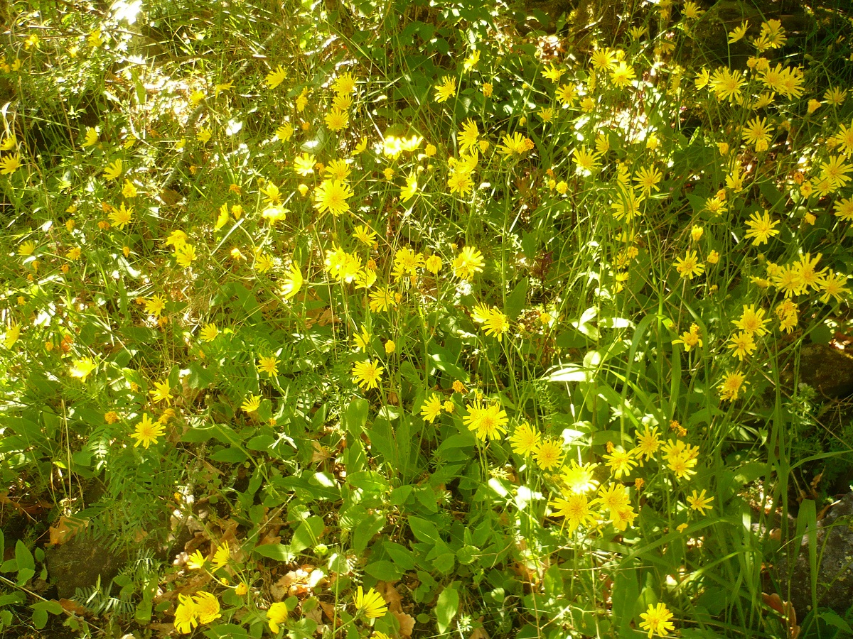 Hieracium glaucinum subsp. pallidulum (Asteraceae)